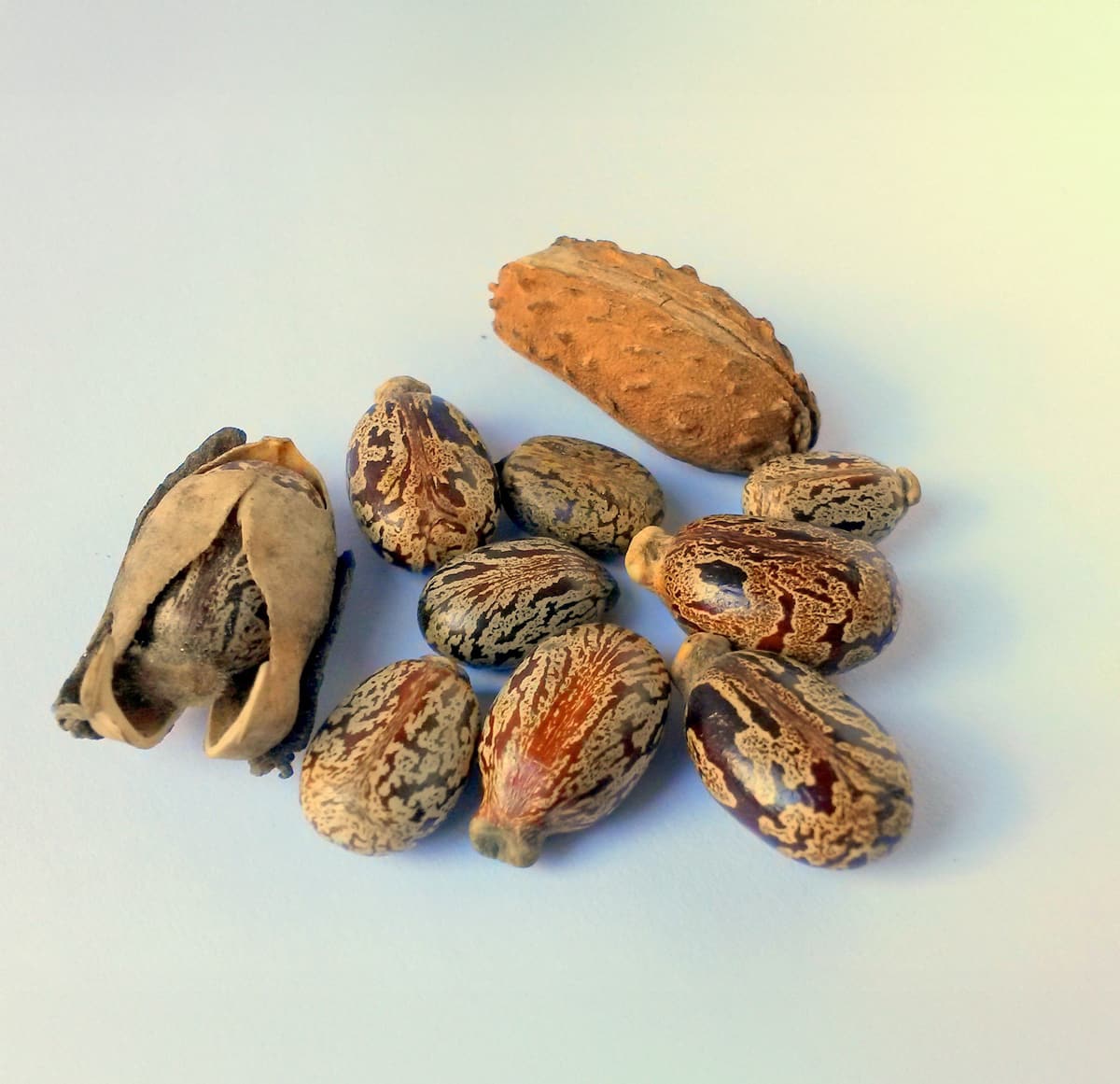 Gemaakt van castorbonen