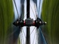Lezyne Pro Snelheid/Cadanssensor