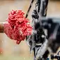 Cyclon Cleaning Glove Schoonmaakhandschoen Rood